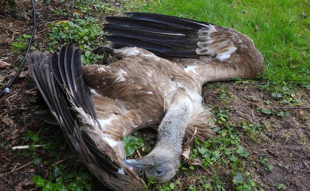 Hallados dos ejemplares de buitre leonado muertos en Proaza