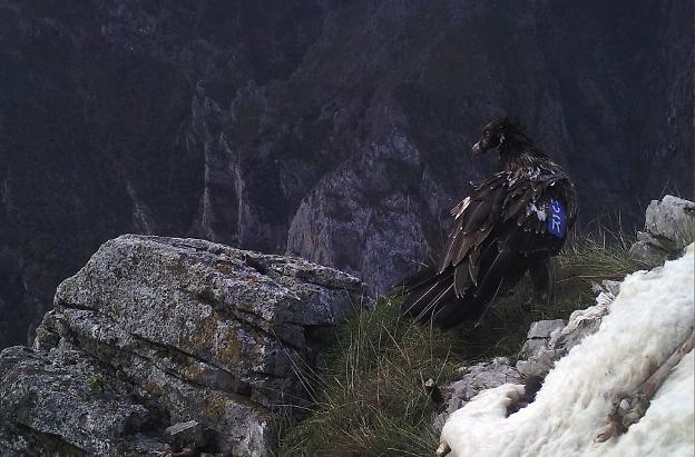 Aparece otro quebrantahuesos muerto y con indicios de envenenamiento