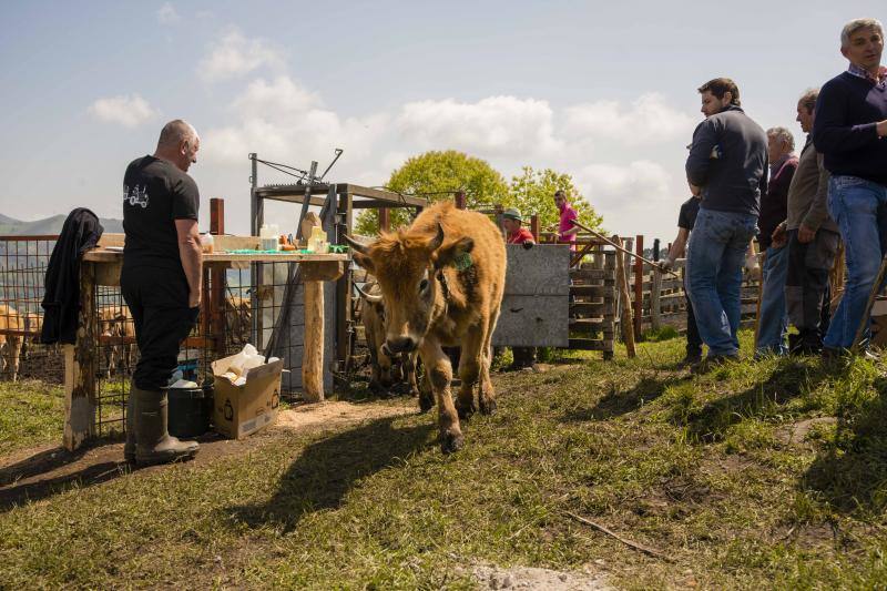 250 reses suben al Monte Cayón, en Infiesto