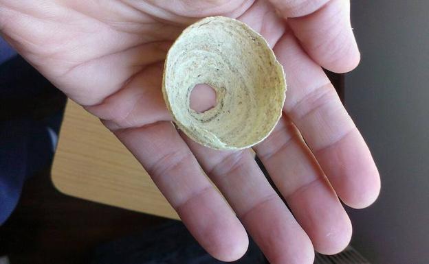 Descubren el primer nido de avispa asiática en el núcleo urbano de Gijón