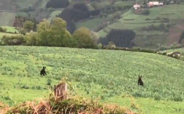 Graban a dos oseznos correteando en el Alto del Acebo