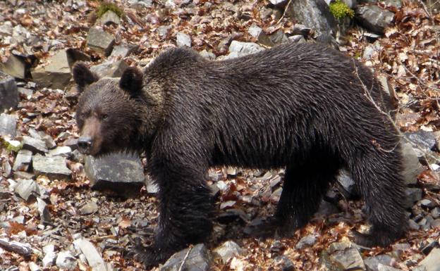 Asturias regulará las actividades de observación de osos