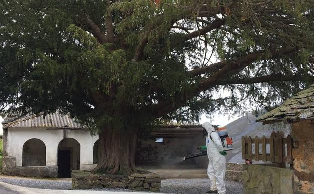 Allande solicitará la declaración de monumento natural para el tejo de Bustantigo