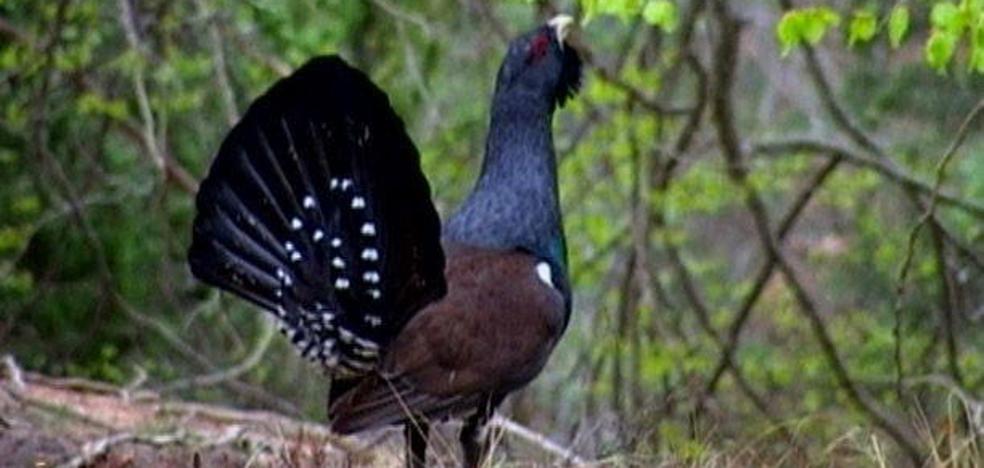 El centro de cría del urogallo «está obsoleto» y solo logra sacar un pollo de cada diez huevos