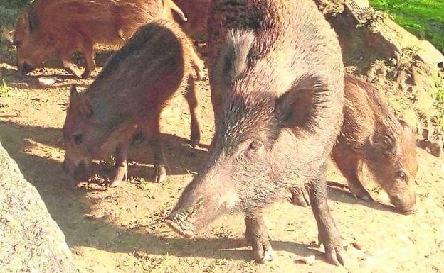 Los jabalíes también comieron el bollo en el Martes de Campo