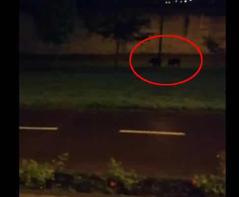 Dos jabalíes se pasean por Nuevo Roces