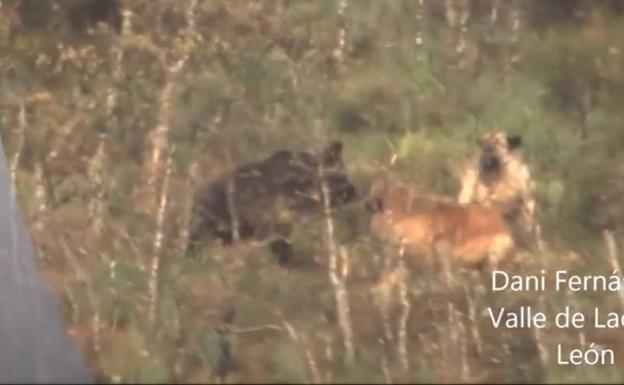 Lucha entre una osa y dos mastines en los montes de Laciana