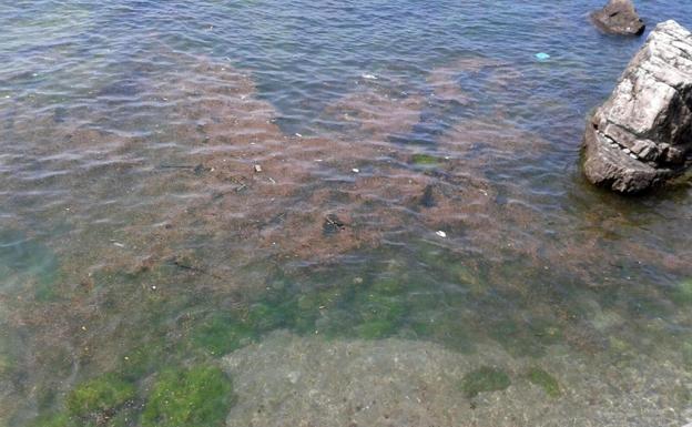 Los análisis de la EMA descartan la presencia de restos fecales en la playa de San Lorenzo