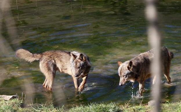 La Junta rechaza la iniciativa para convertir al lobo en especie cinegética