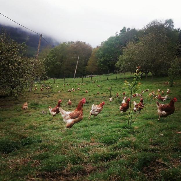 Pitasana vende algunas gallinas a una granja y el resto irá a un santuario de animales