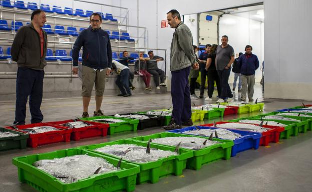 El primer bonito de la temporada alcanza los 16,97 euros el kilo en Gijón