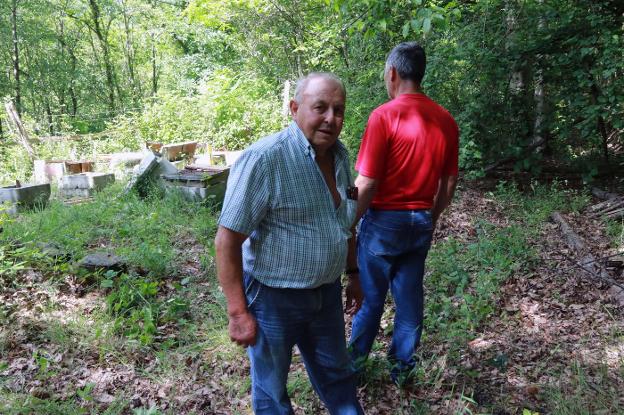 El oso destroza diez colmenas en el pueblo de Armá, en Lena