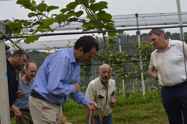 «La vega del Narcea reúne condiciones idóneas para la producción de kiwi»