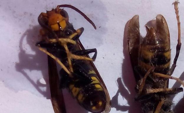 Localizan quince zánganos de avispa asiática en el occidente