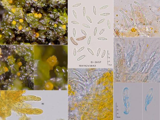 Un hongo de Pimiango para el mundo