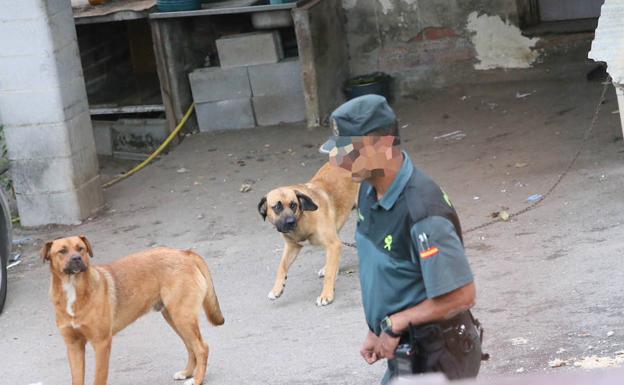 El Principado descarta el sacrificio de los perros que mataron a un hombre en Siero hasta completar el estudio veterinario