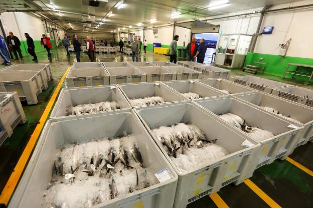 Los pescadores alertan de un posible agotamiento de la cuota de bonito