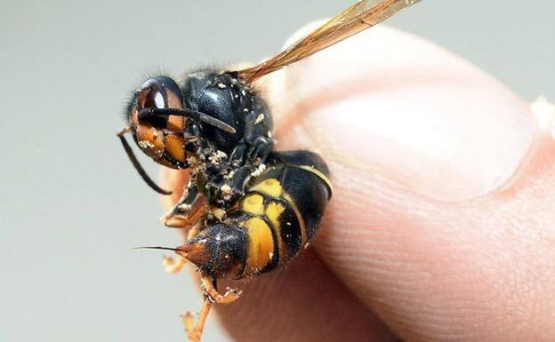 Fallece un hombre por dos picaduras de avispa velutina en Galicia