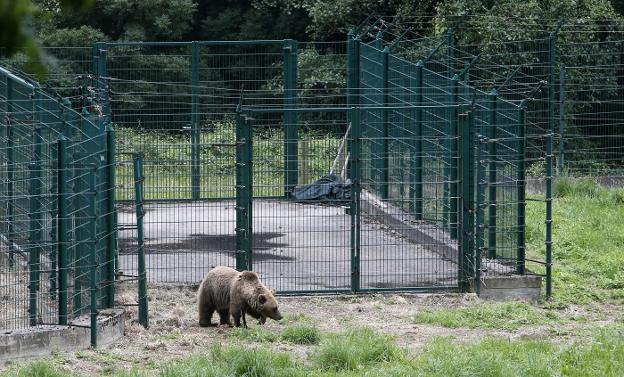 Expectación estival ante las «reinas» del Cantábrico