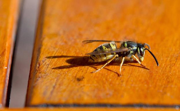 La alcaldesa de Viveiro dice que el hombre que murió el sábado fue picado por una avispa autóctona