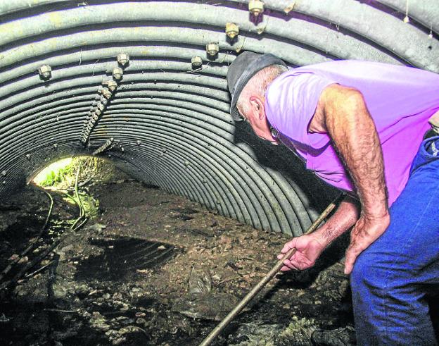 Encuentran el cadáver de un oso en la vertiente cántabra de los Picos