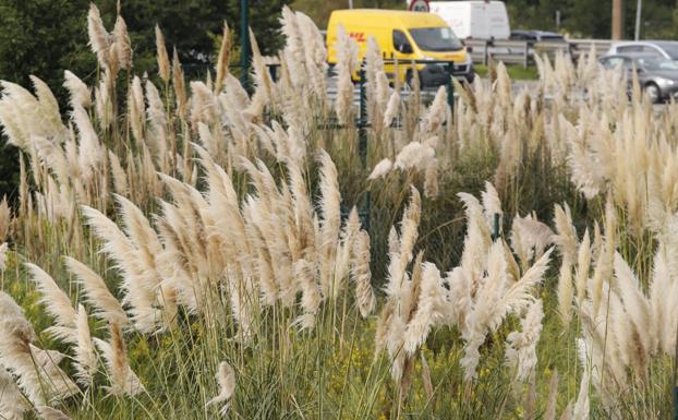 Operación pinza para acabar con el 'plumero de la Pampa'
