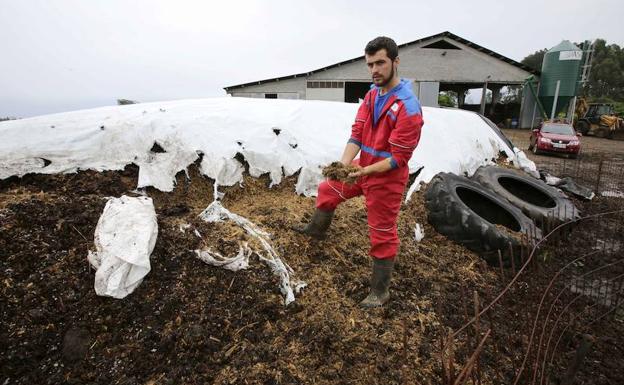 Denuncian daños «de 80.000 euros» por el jabalí en una ganadería de Luces