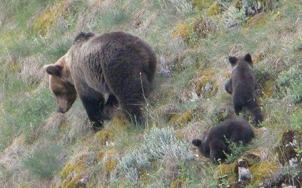 27 osas y 50 esbardos en Asturias
