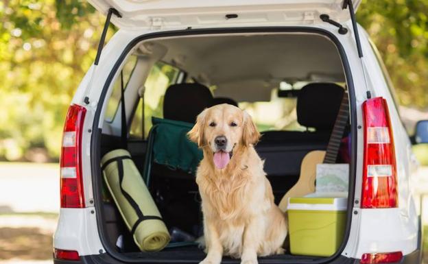 La extraodinaria capacidad de reacción en los perros ante emociones humanas