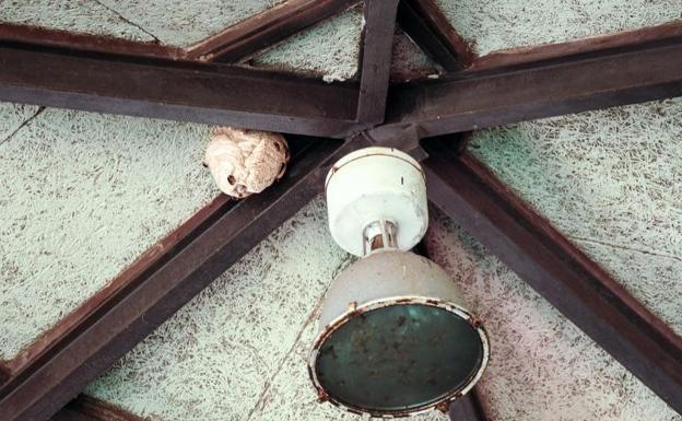 Aparece «un gran nido de avispa asiática» en el Pueblo de Asturias de la Feria de Muestras