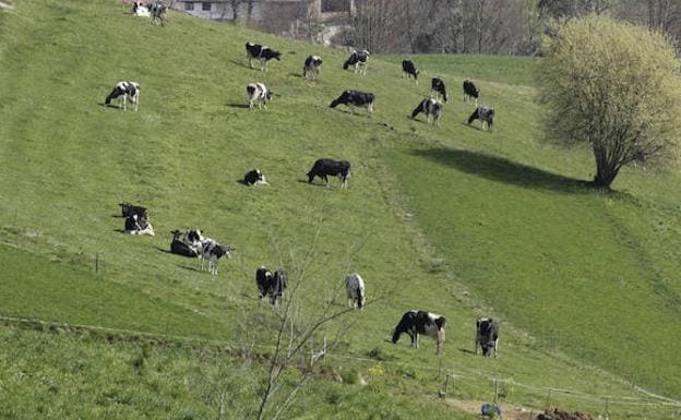 Muere un joven aplastado por una vaca en Cantabria