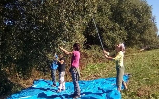 Allande recupera semillas autóctonas para repoblar el monte del Valledor