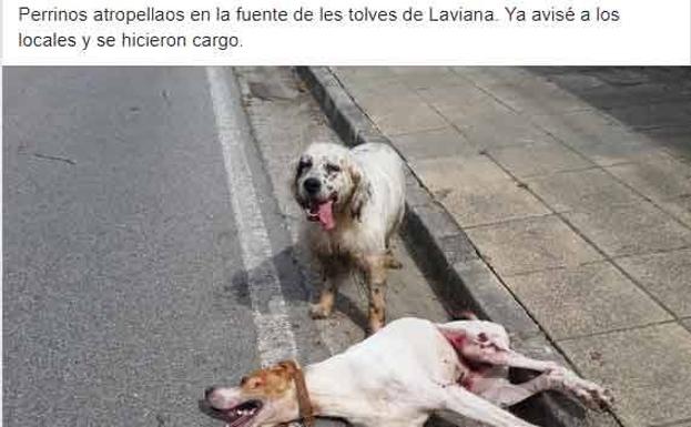 Denuncia el atropello y abandono de dos perros en Laviana