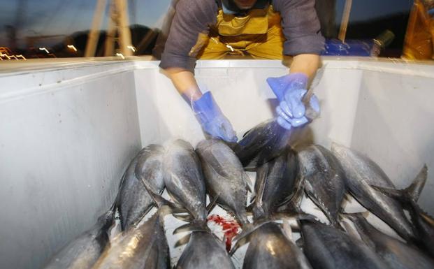 El PP urge medidas para reabrir la costera de bonito del norte