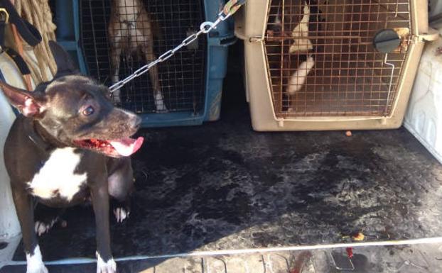 Rescatan de una vivienda de Gijón a quince perros pitbull sin licencia ni microchip y con «extrema delgadez»