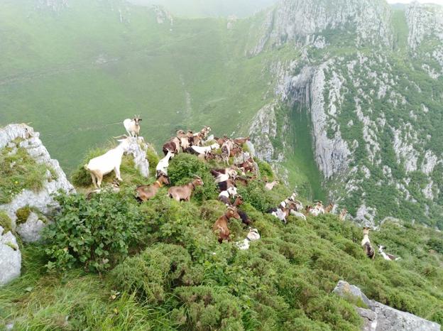 Los ganaderos del Oriente se unen ante el lobo y protestarán cortando la carretera de Arenas