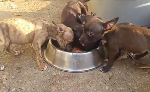 Solicitan ayuda en Twitter para alimentar a los perros rescatados en Gijón