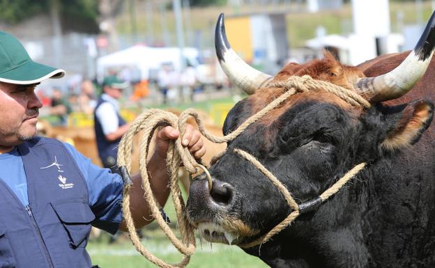 El 136 Concurso de Ganado de San Agustín cuenta con 603 reses inscritas de 108 ganaderías