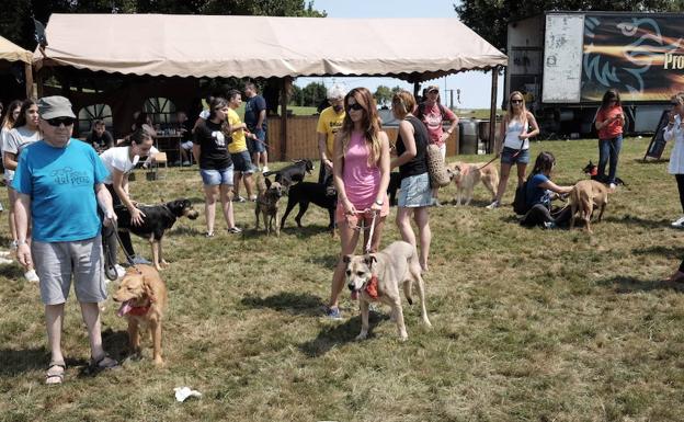 Desfile canino en busca de un hogar