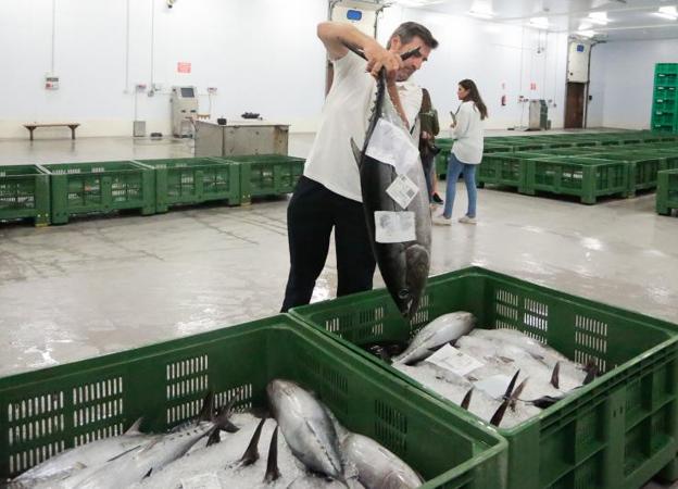 El bonito se despide a 9 euros en la lonja