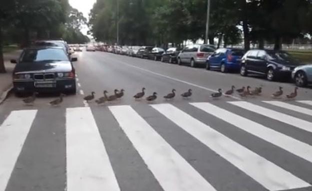 Los 'educados' patos de Gijón recuperan su popularidad