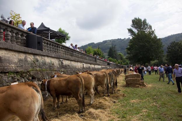 La exposición de ganado anima el domingo en Femex