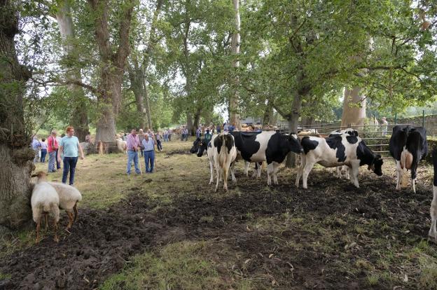 Caravia Alta reúne a más de 130 vacas y ovejas en la fiesta de La Consolación