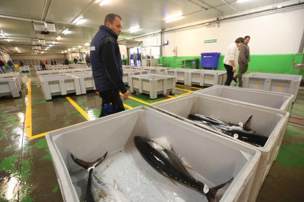 Las capturas de bonito crecen un 50% en la costera más corta