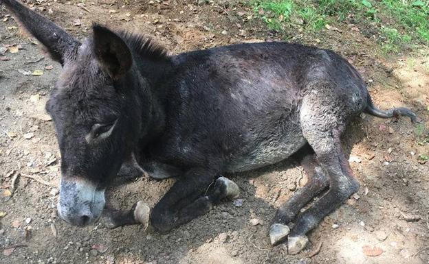 Denuncian el grave estado de abandono de una burra en Nava