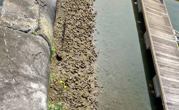 Cientos de vasos, al descubierto por la bajamar en el fondo del Puerto Deportivo de Gijón