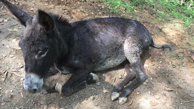 Varias protectoras denuncian el abandono y la desnutrición de una burra en Nava