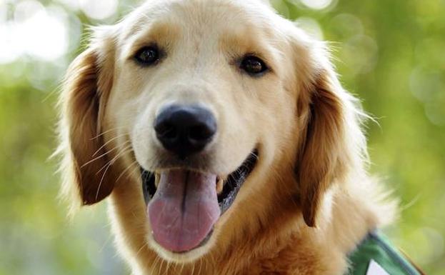 Un perro, elegido alcalde de un pueblo estadounidense