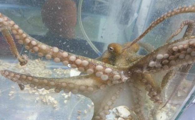 La dramática maternidad de los pulpos
