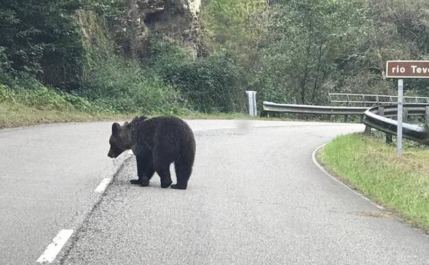 Buscan a un oso herido entre Proaza y Teverga